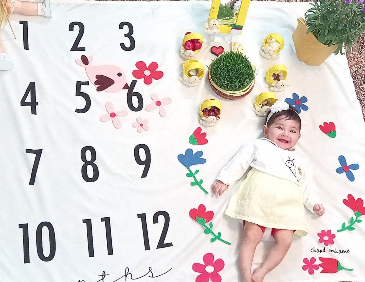 تم-عکاسی-گل-و-بلبل-34150