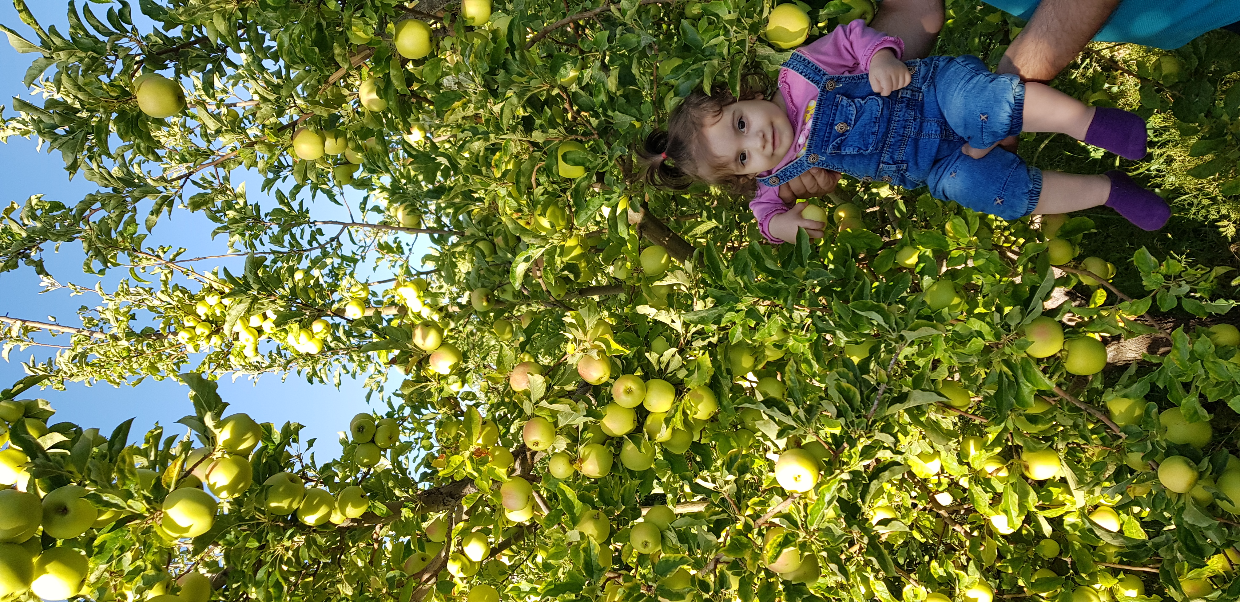 تولد یک سالگی کودک ترمه امینی