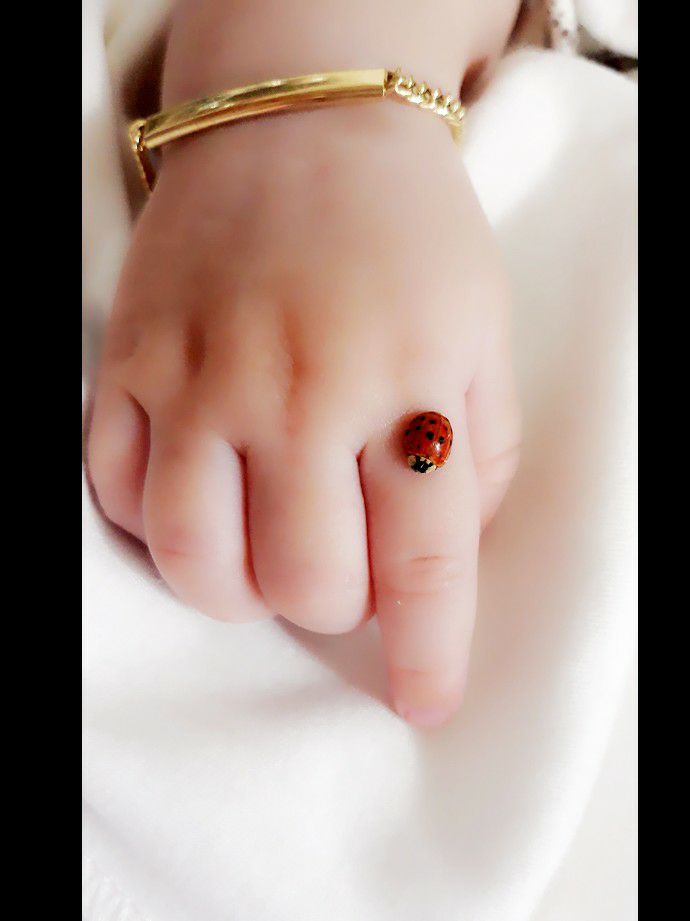 ایده پناه شاخص