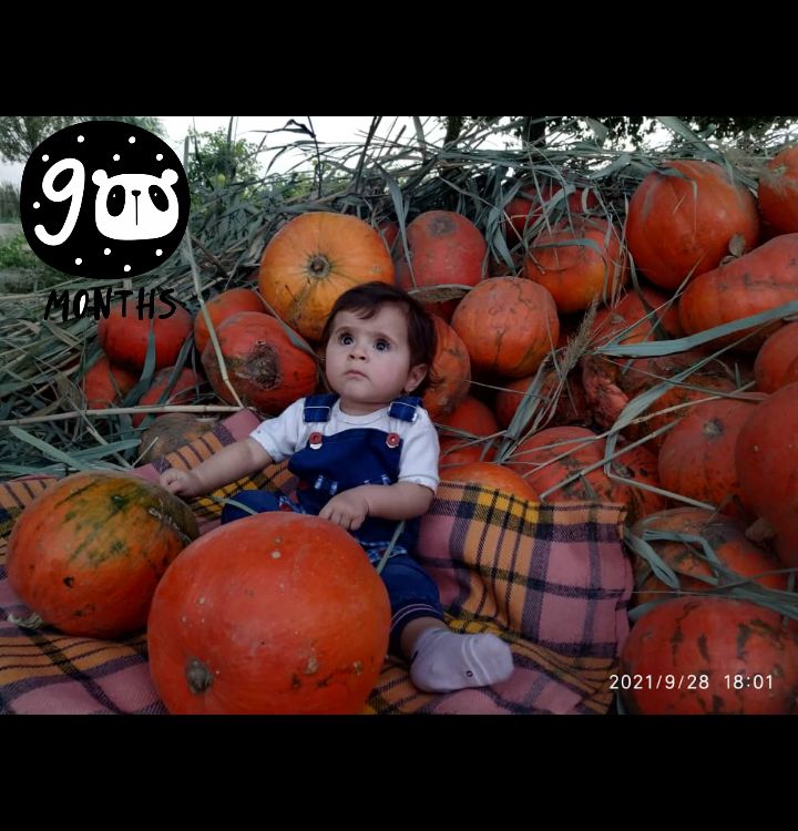 بوی-ماه-مهر ارغوان