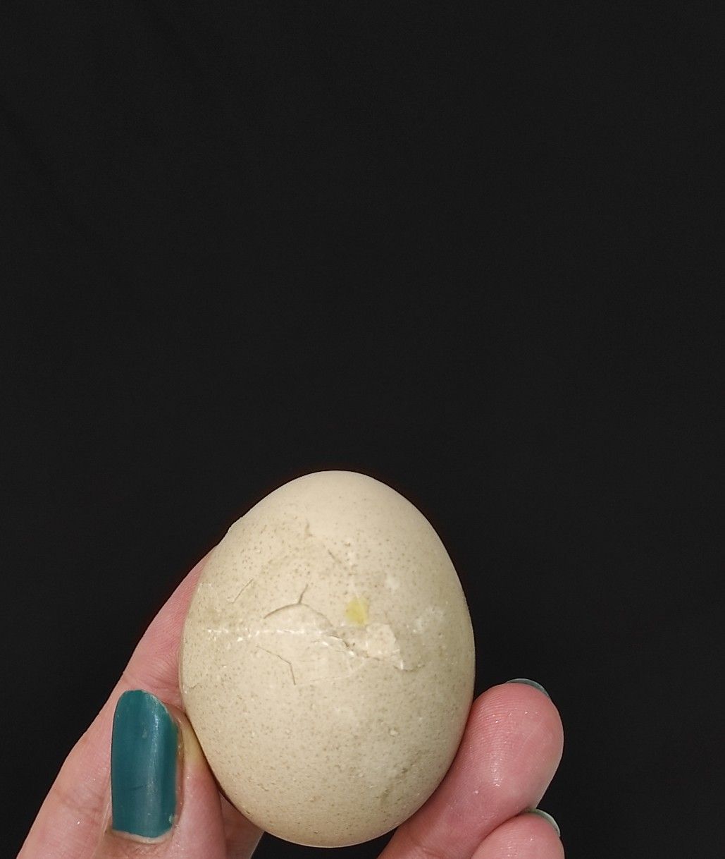 ماهگرد مهراد