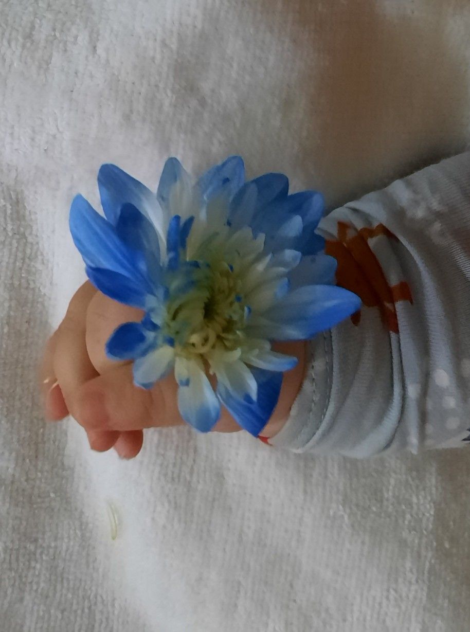 گوگولی مهراد