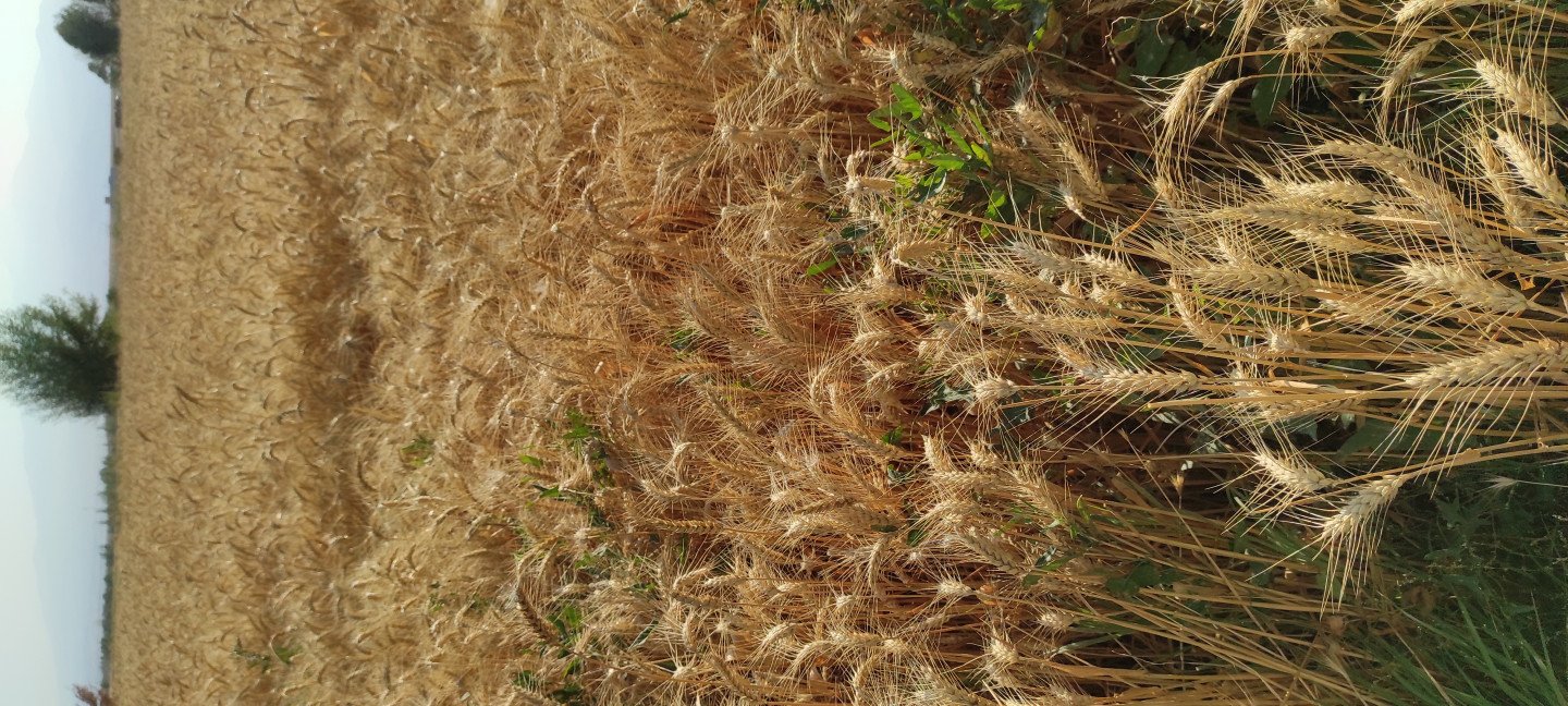 اولین محرم من سیدمحمدحسین ناظمی