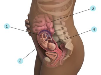 تصویر بارداری شما: هفته ی ۲۱ : کودک شما در ۲۱ هفتگی چه شکلی است؟