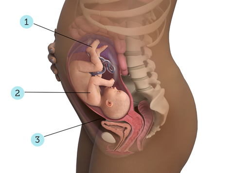 تصویر بارداری شما: هفته ی ۳۱ : کودک شما در ۳۱ هفتگی چه شکلی است؟